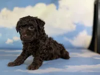 Tiny tim, a male Poodle - Toy  for sale in Canton, OH – 4 of 5