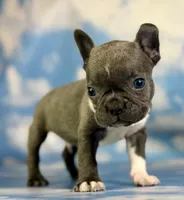 Lionel, a male Frenchton for sale in Canton, OH – 5 of 5