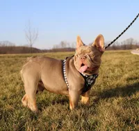 Zeus 88/12 ICA- parents DNA tested imported bloodline, a male Frenchton for sale in Canton, OH – Photo 2 of 10