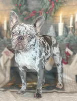 Zeus 88/12 ICA- parents DNA tested imported bloodline, a male Frenchton for sale in Canton, OH – Photo 3 of 10