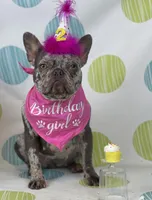 Zeus 88/12 ICA- parents DNA tested imported bloodline, a male Frenchton for sale in Canton, OH – Photo 10 of 10