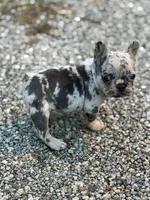 Zeus 88/12 ICA- parents DNA tested imported bloodline, a male Frenchton for sale in Canton, OH – 10 of 10