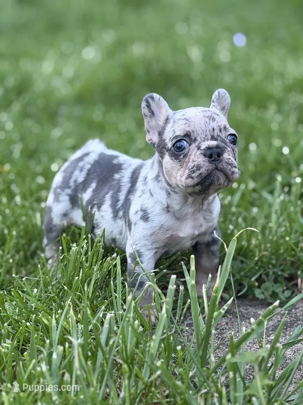 Zeus 88/12 ICA- parents DNA tested imported bloodline – Frenchton puppy for sale in Canton, OH