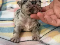 Zeus 88/12 ICA- parents DNA tested imported bloodline, a male Frenchton for sale in Canton, OH – Photo 7 of 10