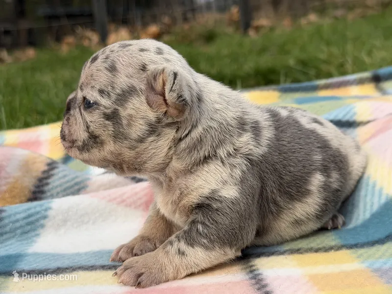 Zeus 88/12 ICA- parents DNA tested imported bloodline – Frenchton puppy for sale in Canton, OH