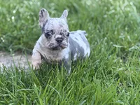 Zeus 88/12 ICA- parents DNA tested imported bloodline, a male Frenchton for sale in Canton, OH – 9 of 10