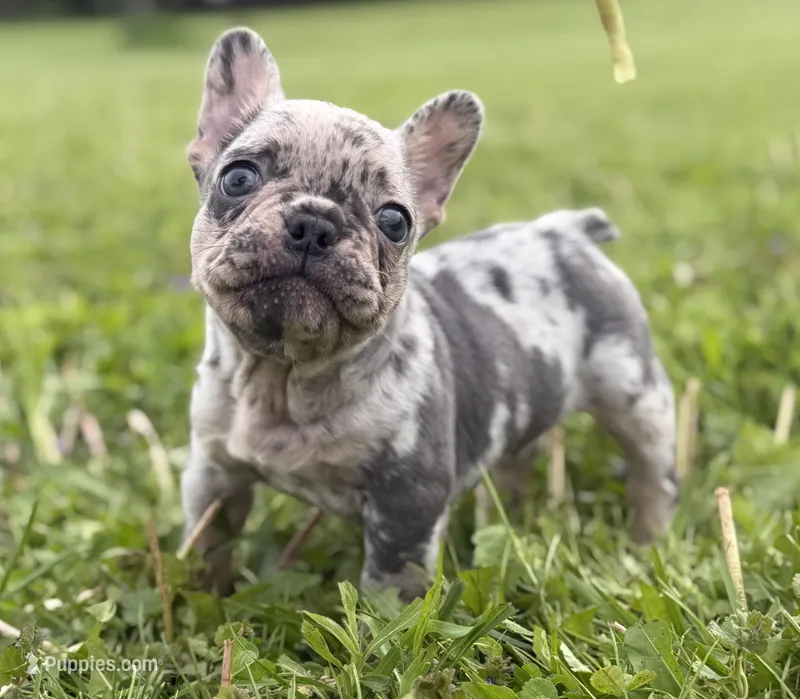 Zeus 88/12 ICA- parents DNA tested imported bloodline – Frenchton puppy on hold in Canton, OH