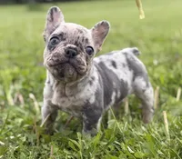 Zeus 88/12 ICA- parents DNA tested imported bloodline, a male Frenchton for sale in Canton, OH – 1 of 10