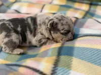 Zeus 88/12 ICA- parents DNA tested imported bloodline, a male Frenchton for sale in Canton, OH – Photo 5 of 10