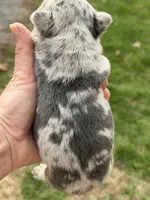 Zeus 88/12 ICA- parents DNA tested imported bloodline, a male Frenchton for sale in Canton, OH – Photo 8 of 10