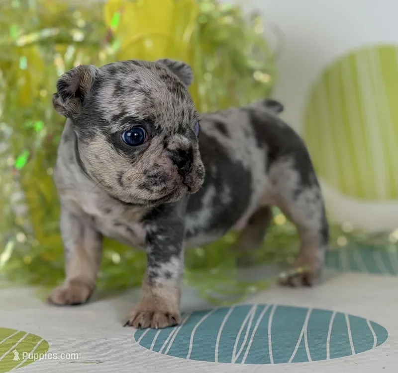 Zeus 88/12 ICA- parents DNA tested imported bloodline – Frenchton puppy for sale in Canton, OH