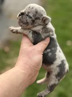 Zeus 88/12 ICA- parents DNA tested imported bloodline, a male Frenchton for sale in Canton, OH – Photo 4 of 10