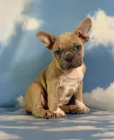 Luigi, a male Frenchton for sale in Canton, OH – 6 of 6