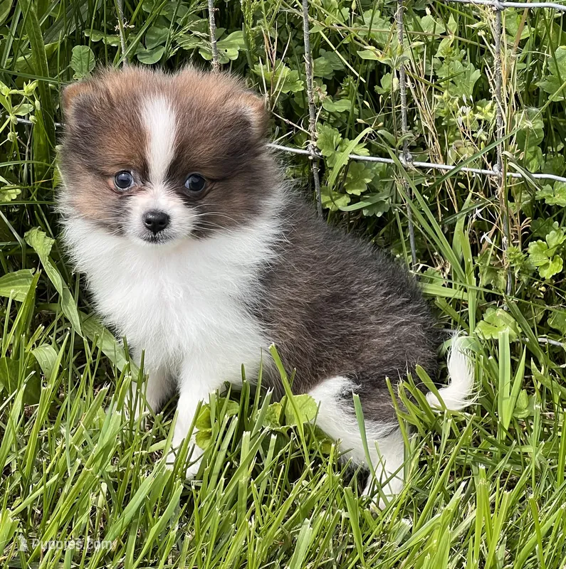 Aca pebbles – Pomeranian puppy for sale in Canton, OH