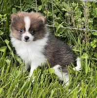 Aca pebbles, a female Pomeranian for sale in Canton, OH – 1 of 4