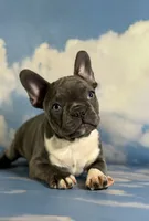 Lionel, a male Frenchton for sale in Canton, OH – 3 of 5