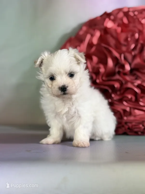 Daisy  – Maltipom puppy for sale in Canton, OH