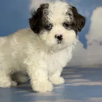 Blue eyed Jack, a male Shihpoo for sale in Canton, OH – Photo 5 of 5