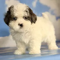 Blue eyed Jack, a male Shihpoo for sale in Canton, OH – Photo 3 of 5