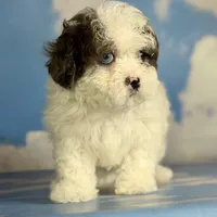 Blue eyed Jack, a male Shihpoo for sale in Canton, OH – Photo 2 of 5