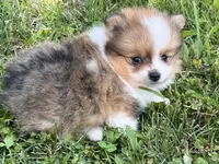 ACA tink , a male Pomeranian for sale in Canton, OH – 2 of 4