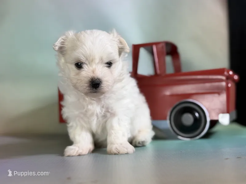 Donut  – Maltipom puppy for sale in Canton, OH