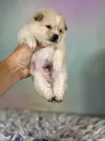 Tipton, a male Pomeranian for sale in Canton, OH – 2 of 6