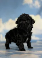 Magic, a female Poodle - Toy  for sale in Canton, OH – 2 of 5