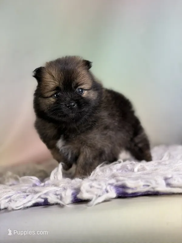 Chasity – Pomeranian puppy for sale in Canton, OH