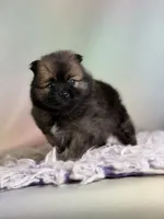 Chasity, a female Pomeranian for sale in Canton, OH – 1 of 5