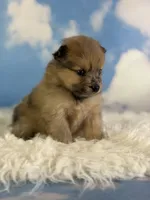Aca Penny, a female Pomeranian for sale in Canton, OH – 7 of 7
