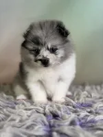 Chanel, a female Pomeranian for sale in Canton, OH – 2 of 6