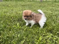 ACA  squirt, a male Pomeranian for sale in Canton, OH – 4 of 4