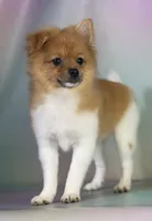 Aca squirt, a female Pomeranian for sale in Canton, OH – 1 of 4