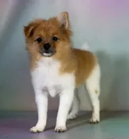 Aca squirt, a female Pomeranian for sale in Canton, OH – 4 of 4