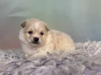 Tipton, a male Pomeranian for sale in Canton, OH – 5 of 6