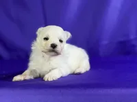 Daisy , a female Maltipom for sale in Canton, OH – 6 of 6