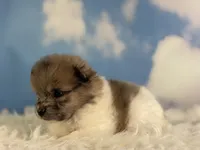 ACA Pixel , a female Pomeranian for sale in Canton, OH – 6 of 7