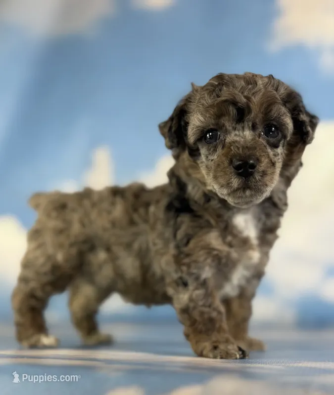 Classy  – Poodle - Toy  puppy for sale in Canton, OH