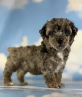 Classy , a female Poodle - Toy  for sale in Canton, OH – 1 of 6