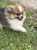 Aca Troy , a male Pomeranian for sale in Canton, OH – 7 of 9