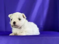 Daffodil, a female Maltipom for sale in Canton, OH – 4 of 7