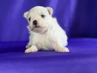 Daffodil, a female Maltipom for sale in Canton, OH – 5 of 7