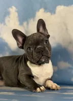 Lionel, a male Frenchton for sale in Canton, OH – 2 of 5