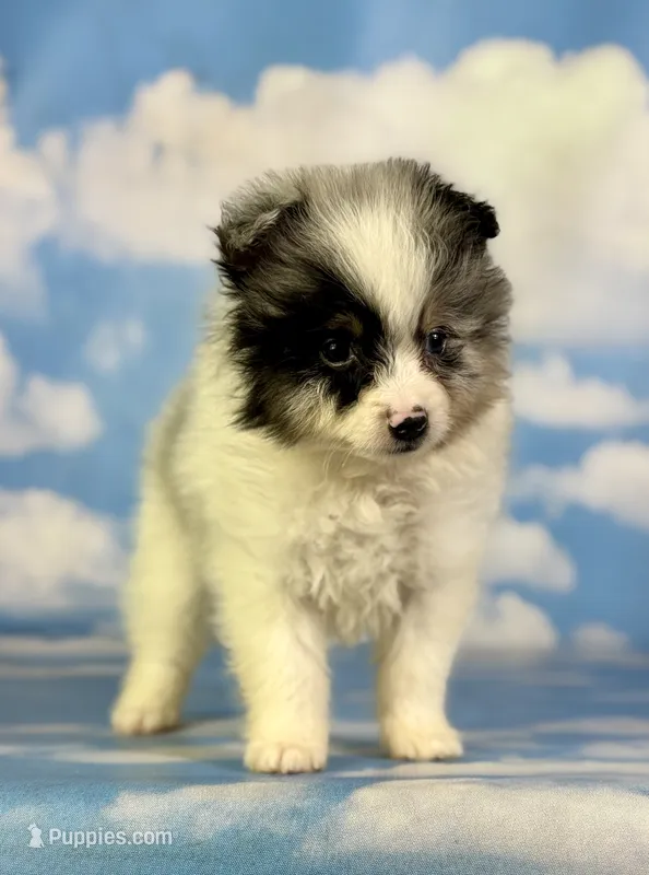 Tux  – Pomeranian puppy for sale in Canton, OH