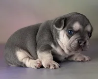 Jane ICA DNA , a female Frenchton for sale in Canton, OH – Photo 3 of 6