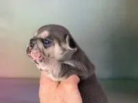 Jane ICA DNA , a female Frenchton for sale in Canton, OH – Photo 6 of 6