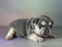 Jane ICA DNA , a female Frenchton for sale in Canton, OH – Photo 1 of 6