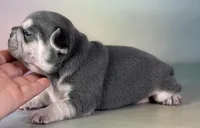 Jane ICA DNA , a female Frenchton for sale in Canton, OH – Photo 5 of 6