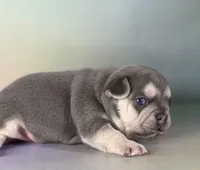 Jane ICA DNA , a female Frenchton for sale in Canton, OH – Photo 2 of 6